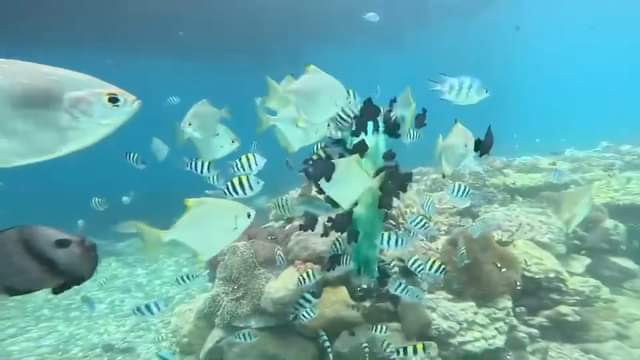 越南 芽莊是潛水的好地方！