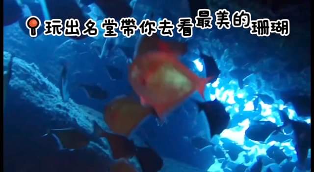 玩出名堂帶你去看最美的珊瑚-國家保護區Hon Mụn 𡷊
