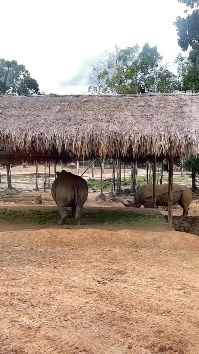 探索富國島野生動物園的半野生區域  讓我們搭乘專車體驗旅程，看看 #VinsafariPhuQuoc 自然動物的生活。  #越南#高端量身定制旅遊
 #吃好-…