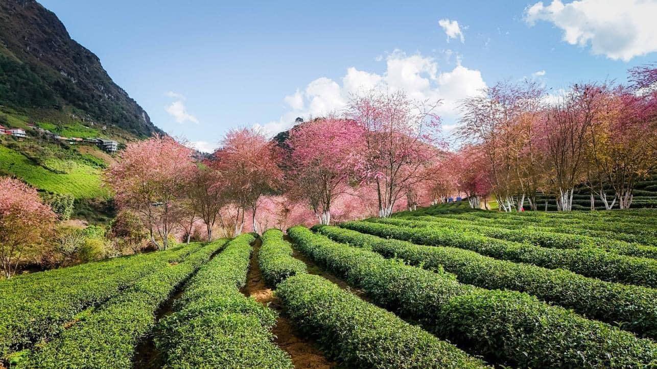 探索烏龍茶山  這不是日本。這就是沙巴的烏龍茶山。 12月即將到來，花兒盛開。你準備好來了嗎？讓我們一起留下美好的回憶吧！  #越南#高端量身定制旅遊
 #吃好…